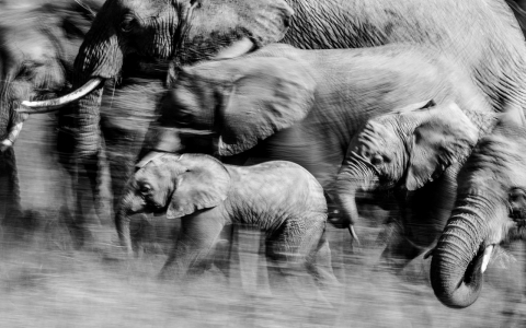 Thumbnail image for Ivory poachers killing elephants faster than they are being born