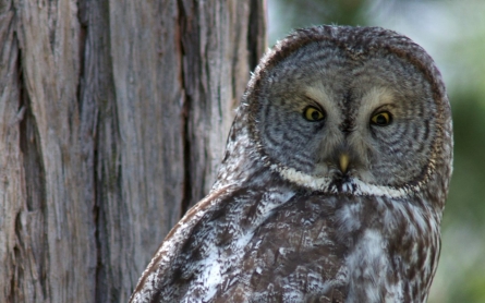 Yosemite: Wildlife threatened by shrinking snowpacks, drought, wildfires