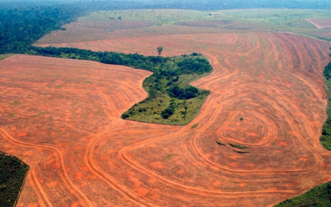 Thumbnail image for Destruction of Brazilian Amazon spikes by almost a third