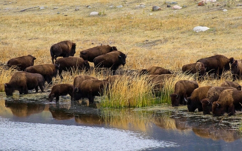 Thumbnail image for ‘His life is our life’: Tribal elders want buffalo back in the ecosystem