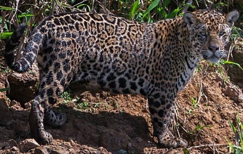 Thumbnail image for In Brazil’s wetlands, jaguars face a new threat: Drug traffickers