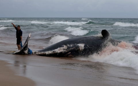 Thumbnail image for Study: Ocean life faces mass extinction