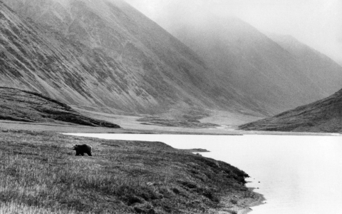 Thumbnail image for Alaska legislators livid over Obama’s plan to expand Arctic refuge