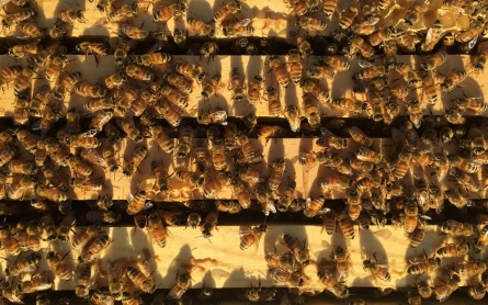 Let it bee: Rise of urban apiaries has New York City buzzing