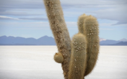 A third of cacti facing extinction due to human encroachment, study finds