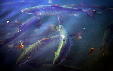 FDA approves genetically modified salmon for consumption in US