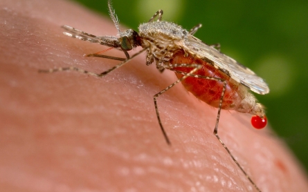 Scientists engineer mosquito with malaria-blocking genes