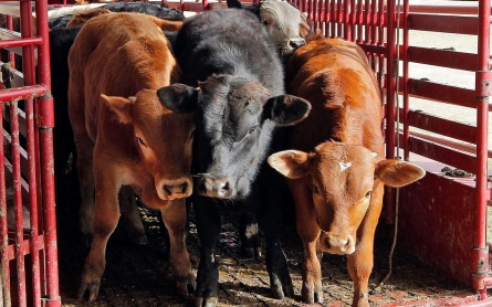 Stealing cows for meth: Oklahoma links cattle thefts to drug use