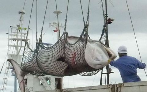 Thumbnail image for Japan resumes Antarctic whale hunt, bucking pressure