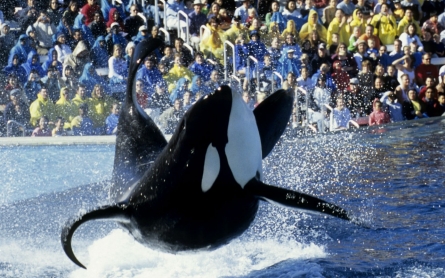 SeaWorld in San Diego plans to phase out controversial orca shows