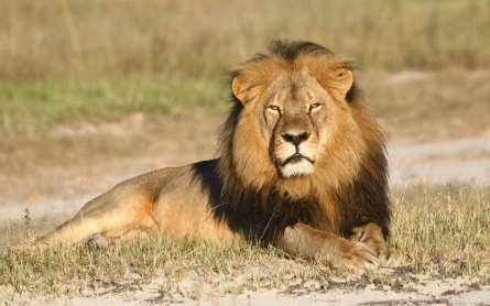 Obama administration to protect lions