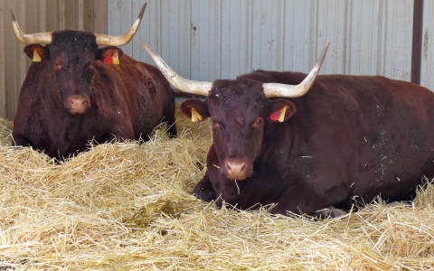 Oxen at Howard G. Buffett Foundation test farm