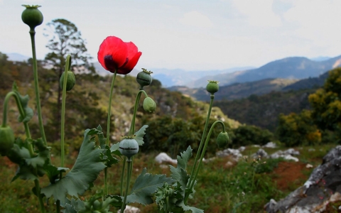 Mexico poppies