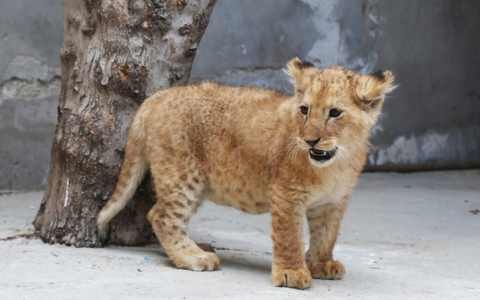 Thumbnail image for Where do Gaza’s lions sleep tonight?