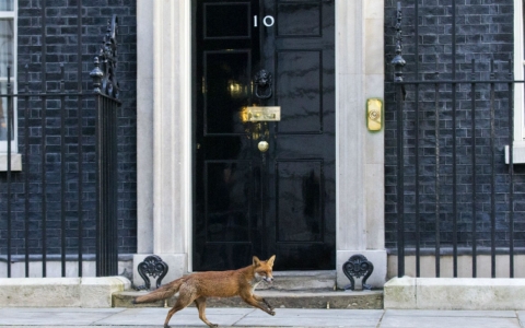 Downing St fox