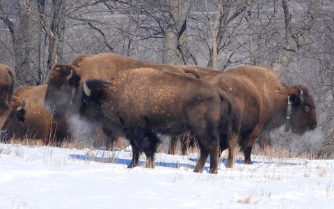 Thumbnail image for Bringing bison back: Rewilding America’s heartland