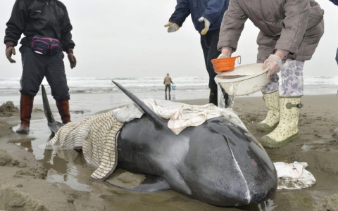 Thumbnail image for Nearly 150 dolphins beached on Japanese shore