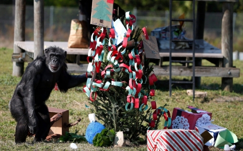 Chimp with Christmas tree