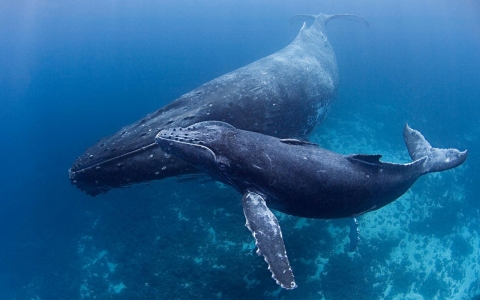 Thumbnail image for US proposes ending protections for most humpback whales