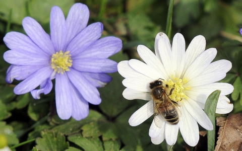 Thumbnail image for US to halt new use of some pesticides amid honeybee decline