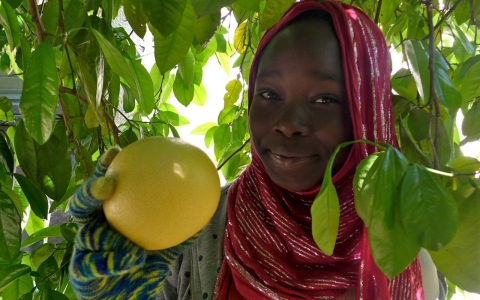 Picking grapefruit