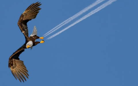 Thumbnail image for Scientists recommend airspace reserves to protect flying wildlife