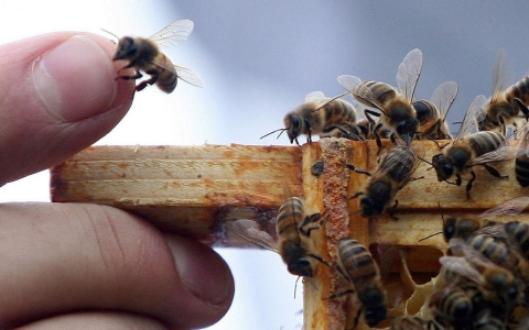 Thumbnail image for Plan bee: White House recommends steps to save dwindling pollinators