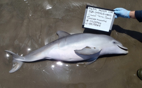 Thumbnail image for NOAA: BP oil spill still killing dolphins five years on