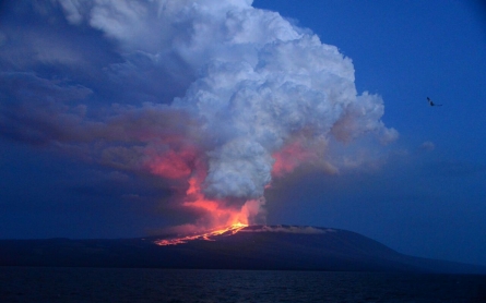 Volcano erupts on Galápagos island, habitat of pink iguanas