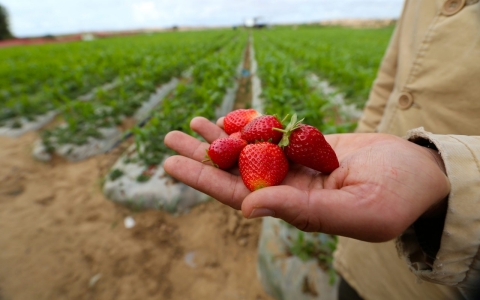 Thumbnail image for Gaza economy: Squeezed by siege, weakened by war