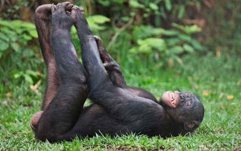 Bonobo Chimpanzee