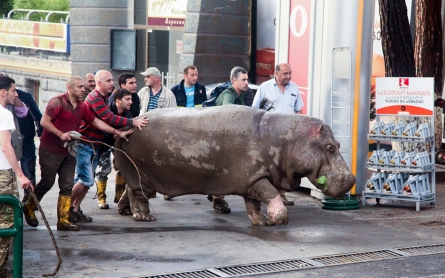 Escaped zoo animals roam Georgia's capital after deadly flood