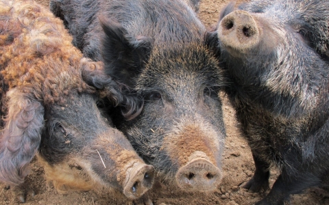 Thumbnail image for Free-range pork: Feral pigs on the loose in the Midwest