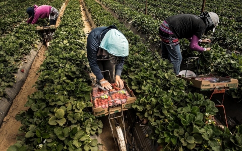 Thumbnail image for Strawberry pickers strain to see fruits of their labor, even after strike