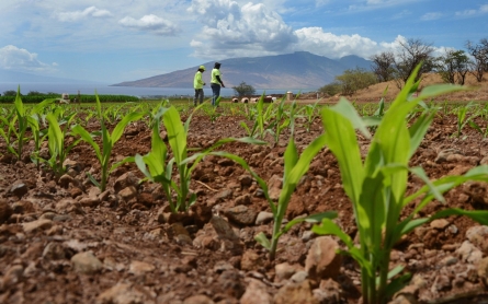 Judge: Maui ban on GMO crops is invalid