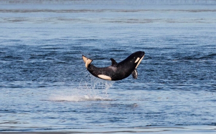 Official tally of endangered orcas: 81 