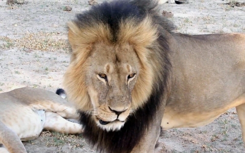 Thumbnail image for As anger at US hunter grows, aides to illegal Cecil lion hunt go to court