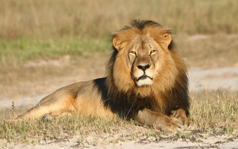 Thumbnail image for Killing of Cecil the lion triggers probe by US agency