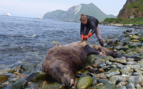 Thumbnail image for Scientists fear toxic algae bloom spreading on Pacific coast