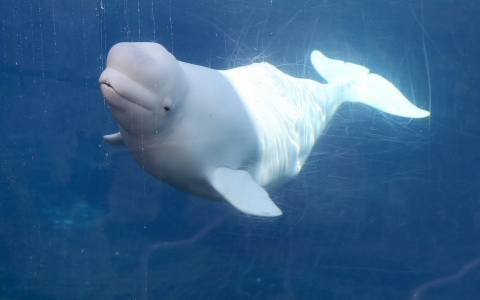 Thumbnail image for Georgia court to weigh destiny of 18 beluga whales