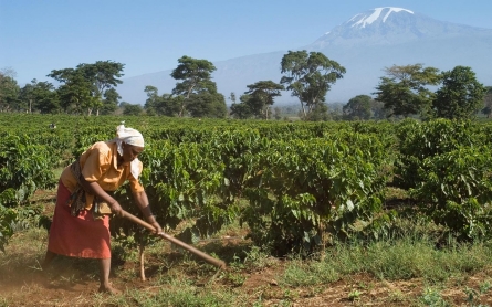 For Tanzania’s coffee farmers, climate change is a buzzkill