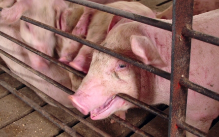 Judge: Idaho's 'ag-gag' law is unconstitutional