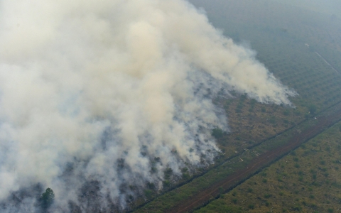 Thumbnail image for Indonesia arrests 7 over haze-inducing forest fires