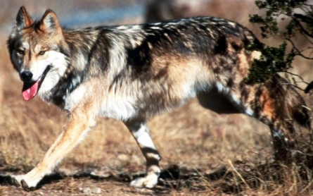 Plan to restore Mexican gray wolf stirs suspicion in West