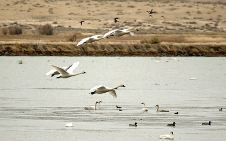 Oregon wildlife refuge occupation disrupts conservation efforts