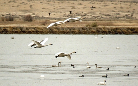 Thumbnail image for Oregon wildlife refuge occupation disrupts conservation efforts