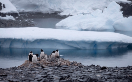 Antarctic iceberg nearly erases Adelie penguin population