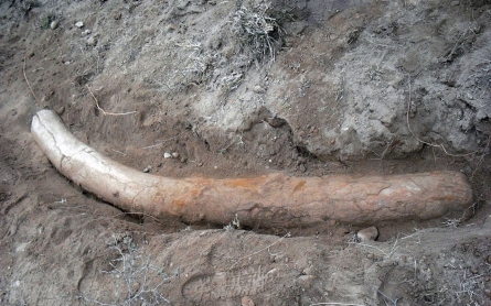 Pakistan scientists find 1.1 million year-old stegodon tusk