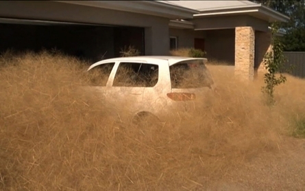 Australian town inundated by hairy panic tumbleweed