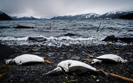 In Alaska, warmer sea temperatures blamed for bird deaths 